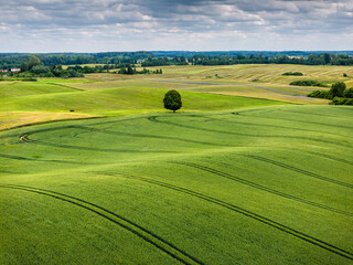 Scenic Green Fields with Lone Tree
