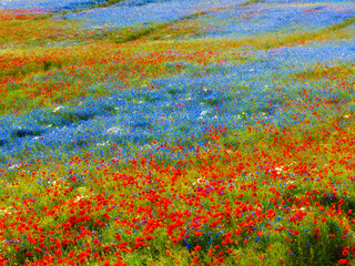 Vibrant Wildflower Meadow with Red and Blue Blooms