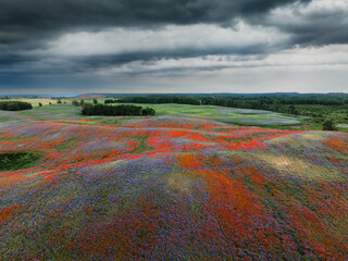 Vast Flower Field Under Cloudy Sky