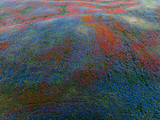 Field of Colorful Wildflowers in Bloom