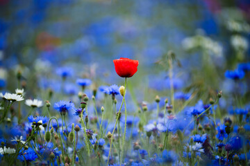 Red Poppy in Blue Wildflower Field