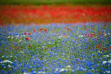 Field of Red and Blue Wildflowers