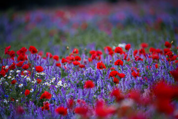 Field of Red Poppies and Purple Wildflowers