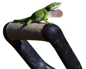 Green Anole on handle