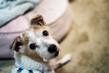 Dog Looking at the Camera