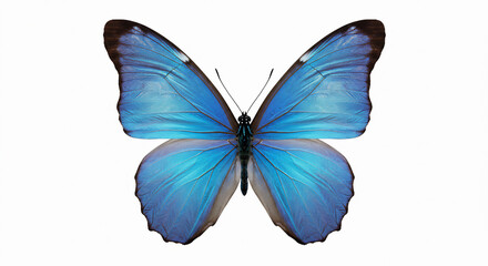 Blue butterfly with open wings on a white minimalist background, delicate insect illustration with fine wing details
