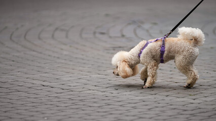 White poodle in dog harness on a walk. Copy space.