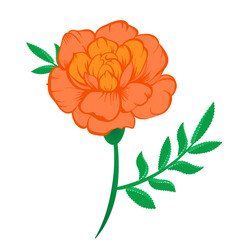 Vector illustration of Orange marigold flower on stem with green leaves on a white background. Illustration for decoration, design.