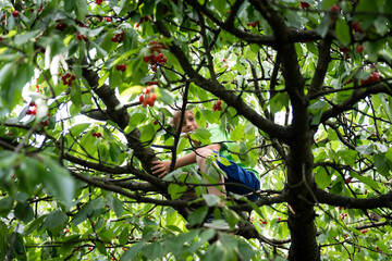 Boy sitting in a cherry tree