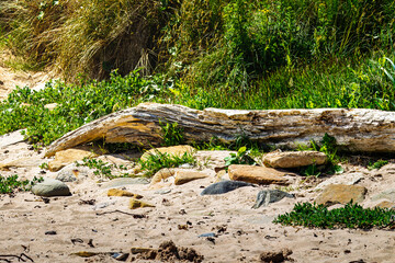 A large piece of driftwood washed ashore on a beach along the Northumberland coast, Amble Dunes...