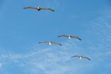 Shot from below of a group of four pelicans flying freely during a sunny, clear day.