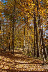 Beautiful Autumn scenery along Spencer Gorge hiking trail in Hamilton Dundas Peak, Ontario, Canada