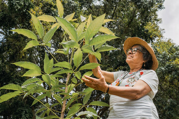 An elderly Hispanic woman environmentalist caressing a young tree