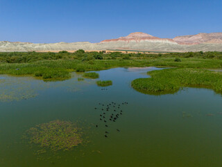 Nallihan Bird Sanctuary Beypazarı Ankara Birds resting on a tranquil marsh landscape.High-angle view of a serene marsh with a calm body of water and lush green vegetation. Nallıhan Kus Cenneti Turkey