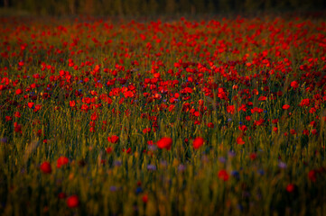 Field of red poppies in bright sunlight. Close up image. Overdose Awareness Day