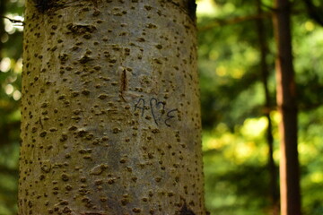 lovers' initials marked on a tree in the black forest