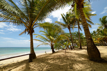 A beach with a bench among palm trees in Dominican Republic, Punta Cana