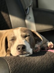 dog sleeping on the seat