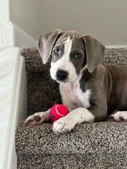 Pit bull terrier puppy with a ball