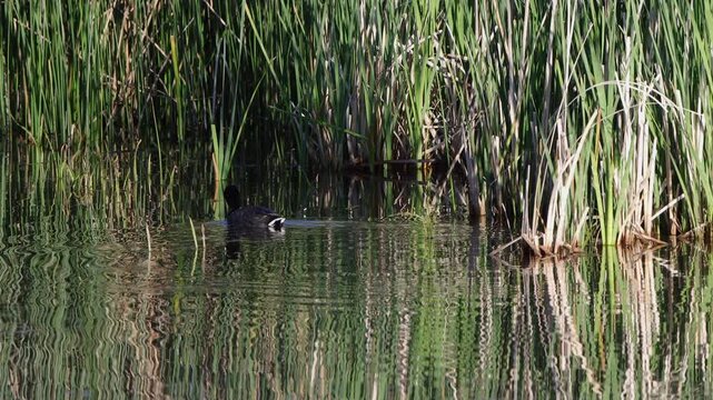 Coot, a type of Rail, moves around in a cattail marsh, with ambient sounds
