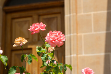 Beautiful pink roses in a garden