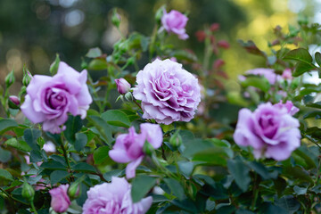 purple roses in the garden