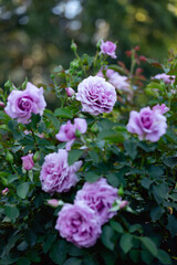 Obraz premium purple roses in the garden