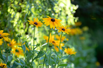 Black Eyed Susan Flowers