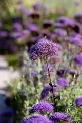 Trachelium Caeruleum Flowers