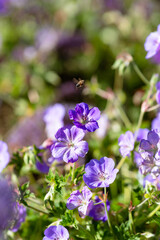 Fototapeta premium Bee flying over Geranium flowers