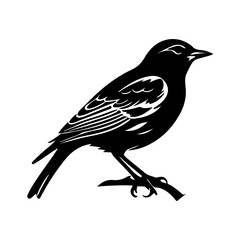 Obraz premium Elegant black bird perched on a branch with white detailing vector design