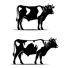 Black and white image of two Holstein cows standing on white background