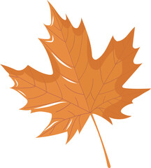 maple leaf isolated on white