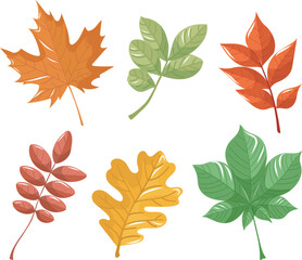 Autumn leaves collection on  a white background