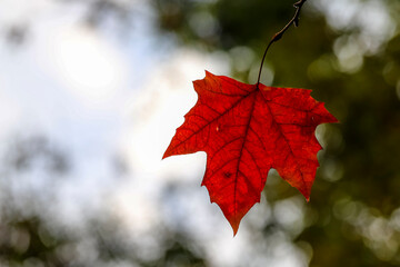 A single, intense red maple leaf with visible veins, hanging from a thin, dark branch, against a...
