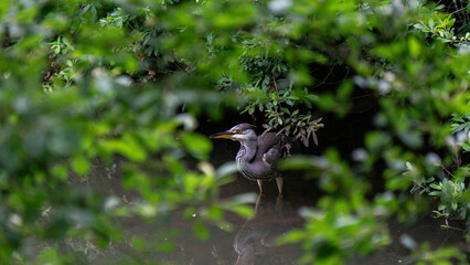 great blue heron ardea cinerea
