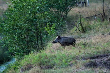 A wild boar forages through tall grass on a sloped hillside, illustrating wildlife in its natural,...
