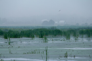 A vast, misty wetland stretches towards a hazy horizon, dotted with tall reeds and faint...