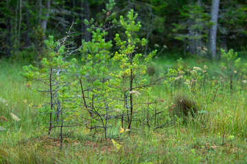 Young pine trees and diverse bog vegetation thrive in a lush, green marshland, showcasing a vibrant...
