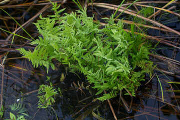 Lush green ferns emerge from dark, still water, surrounded by dry reeds, showcasing vibrant life in...