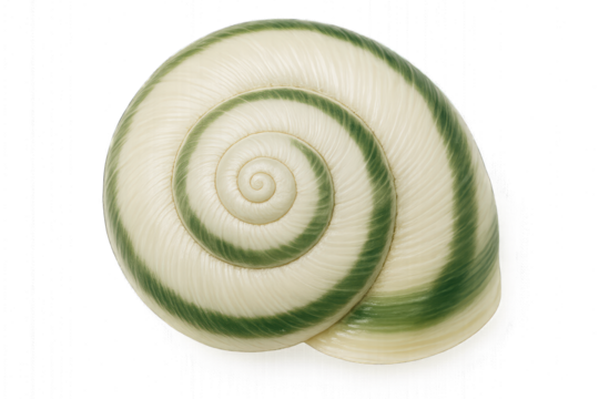 Macro Shot of Spiral Snail Shell with Sandy-Brown Texture and Natural Gloss — Ivory Shell with Moss Green Bands