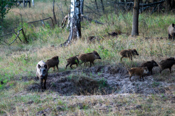 A sounder of wild boars, including adults and young, moves through a dense, green forest undergrowth, showcasing wildlife in its natural woodland habitat