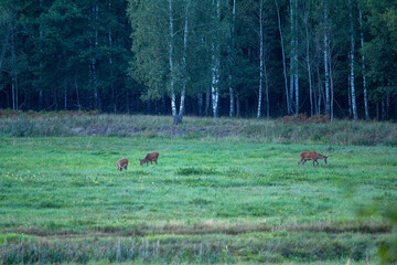 Three wild deer peacefully graze in a lush green meadow, with a dense forest line in the background, showcasing serene wildlife in its natural habitat