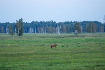 Majestic red deer stag with antlers stands solitary in a vast green meadow under a soft sky, with a distant forest and hunting stand, ideal for nature and wildlife themes