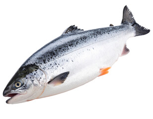 Salmon fish isolated on white background