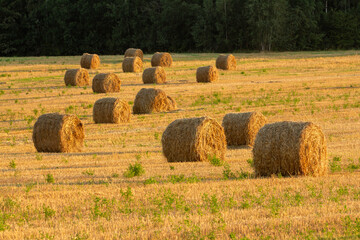 Golden hay bales scattered across a sunlit harvested field under warm light, with a dark forest in...