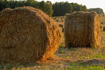 Golden hay bales lie scattered across a sunlit harvested field with green shoots, set against a...