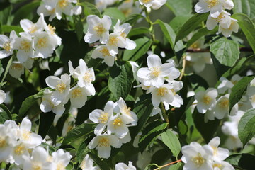 White flowers of Philadelphus. Sweet mock orange, English dogwood.