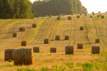 Golden hay bales scattered across a sunlit harvested field under warm light, with a dark forest in...