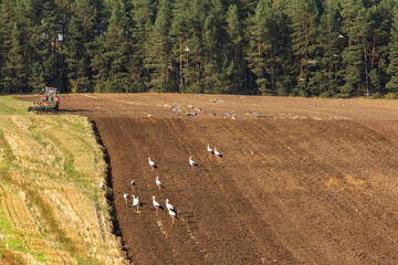 A plowed field in a rural landscape, where white storks gather behind a distant tractor,...